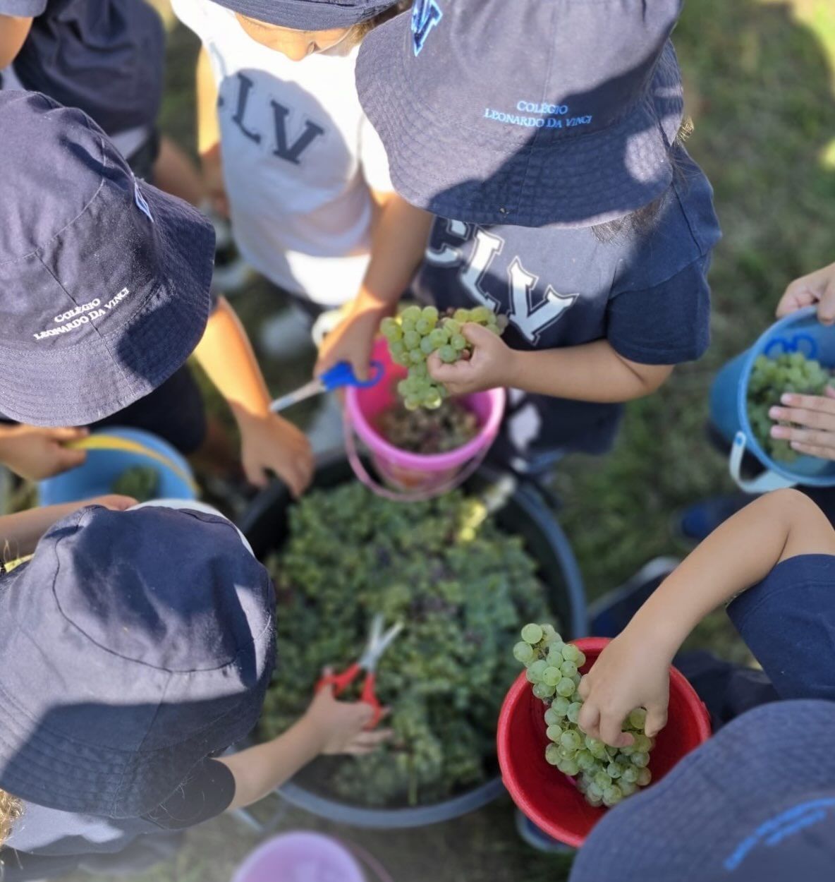 Crianças de chapéu a apanhar uvas para baldes coloridos